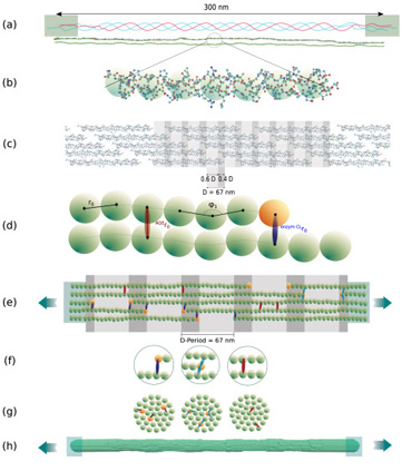 Schematic overview of creation of the coarse-grained model of collagen fibrils.